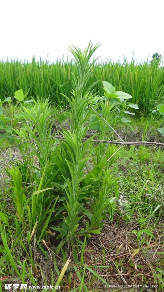 蓬草小飞蓬