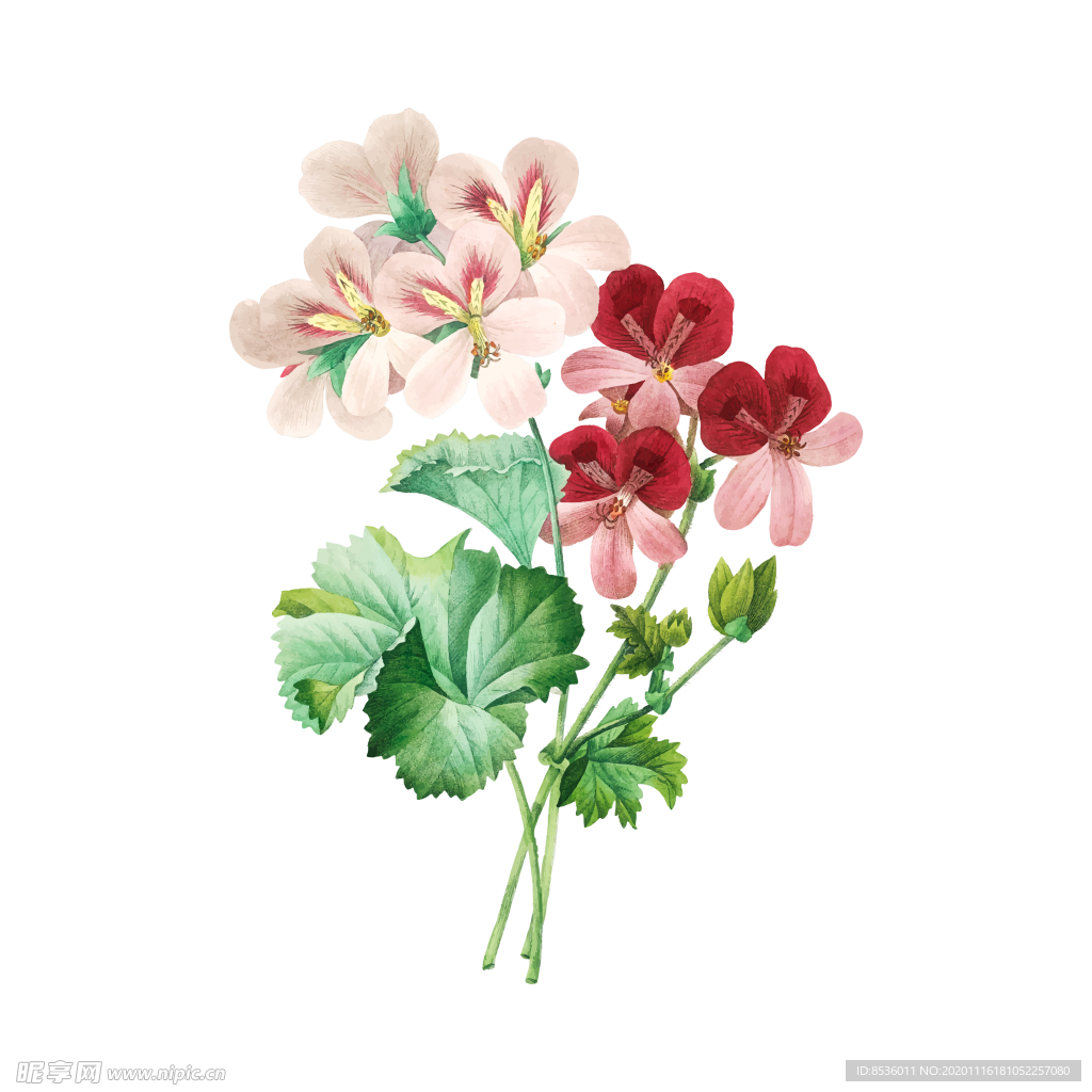花卉插图