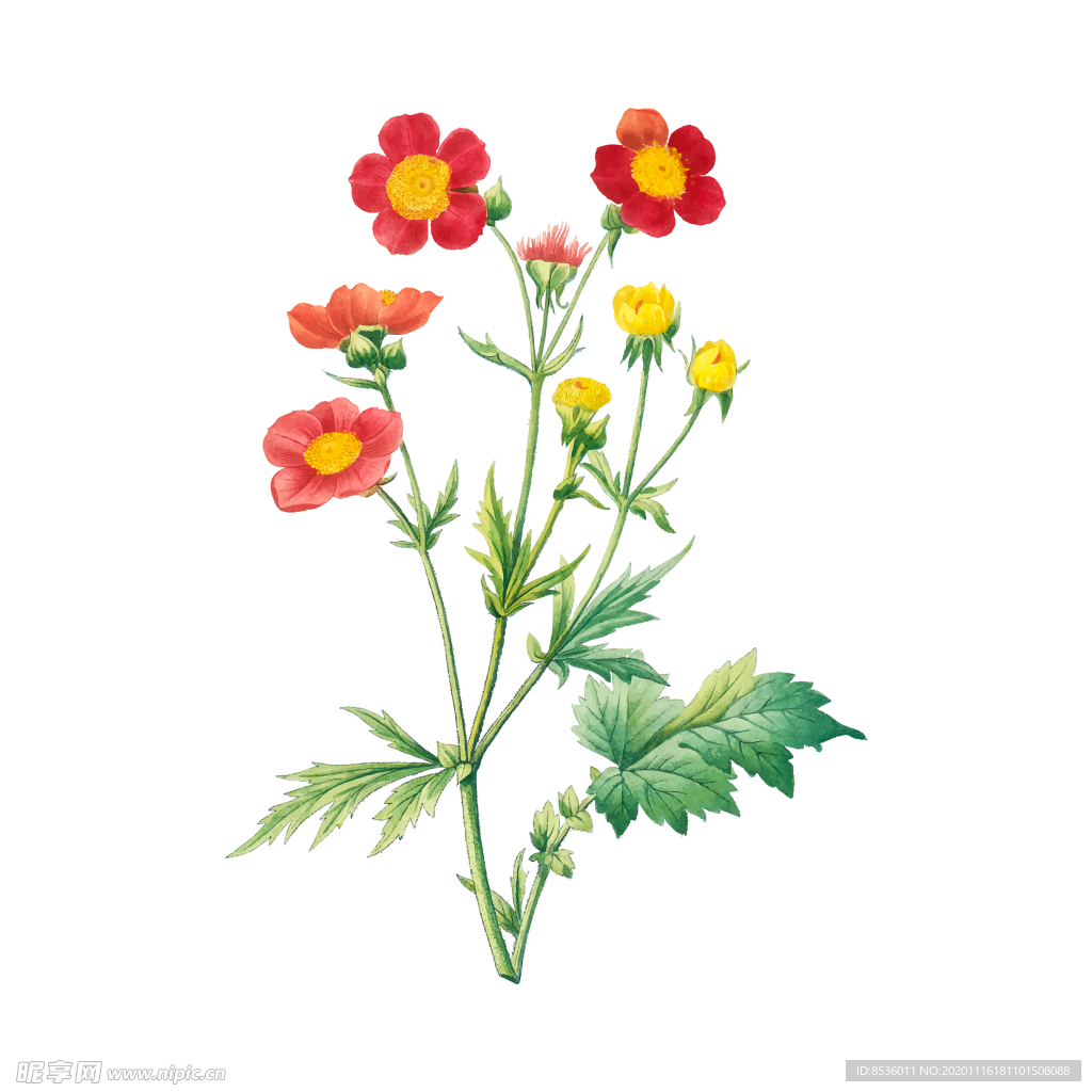 花卉插图