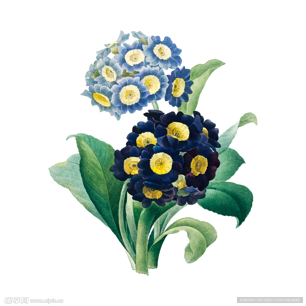 花卉插图
