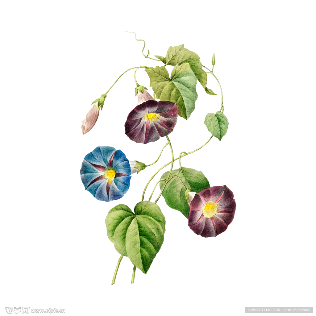 花卉插图