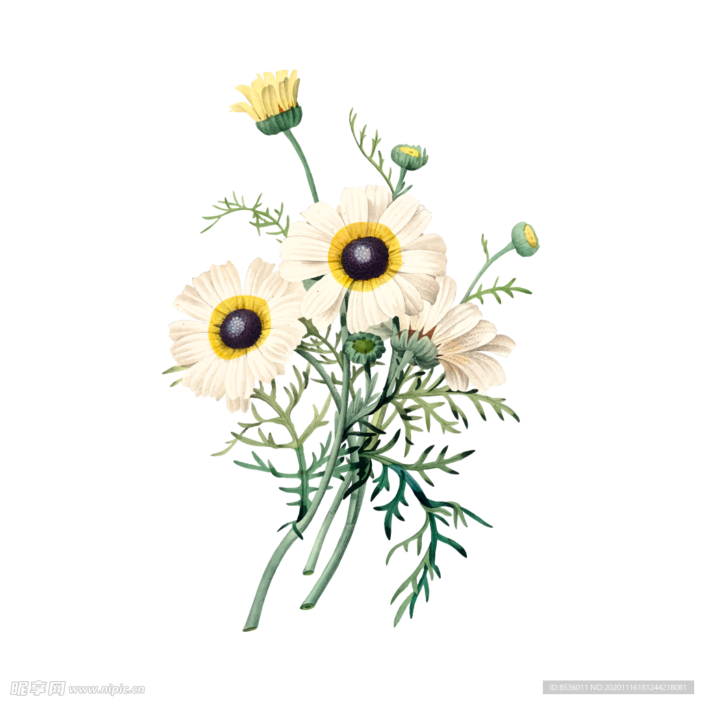 花卉插图