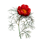 花卉插图