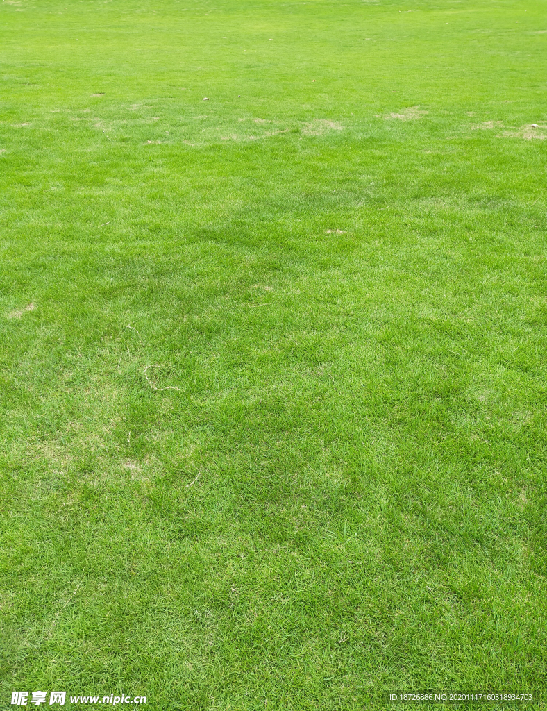 草地