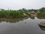 水草