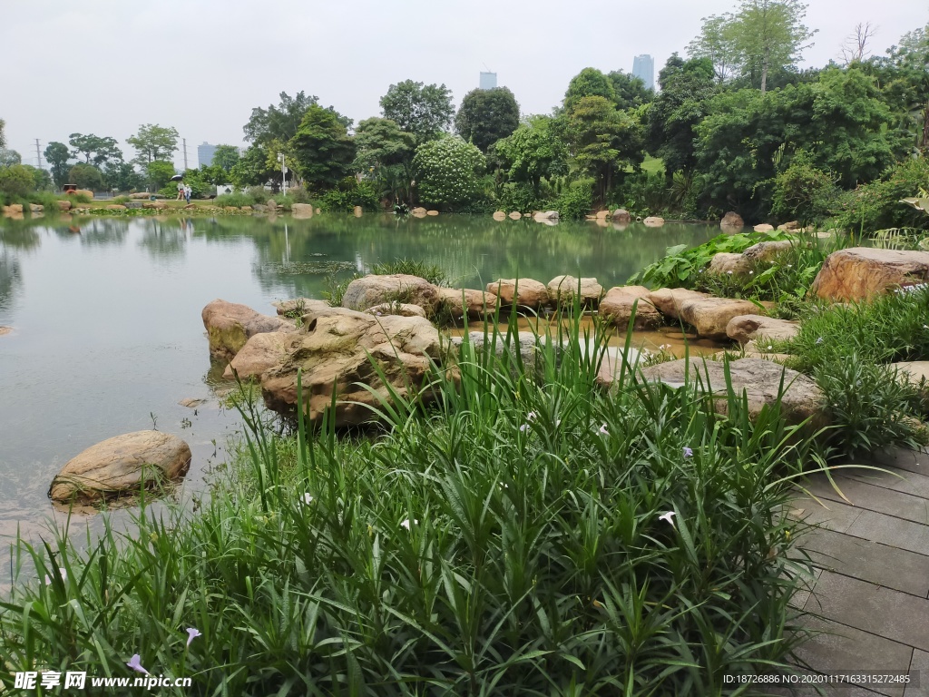 水草