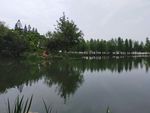 水面树林