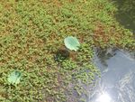 水草