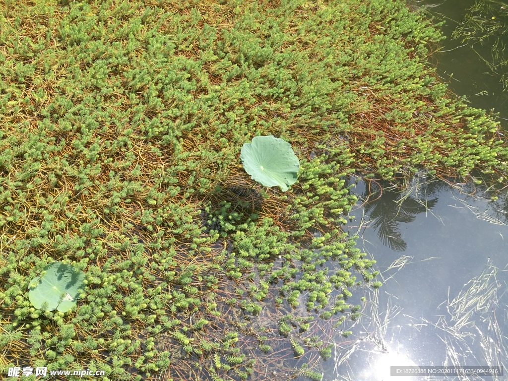 水草
