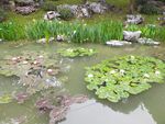 水草