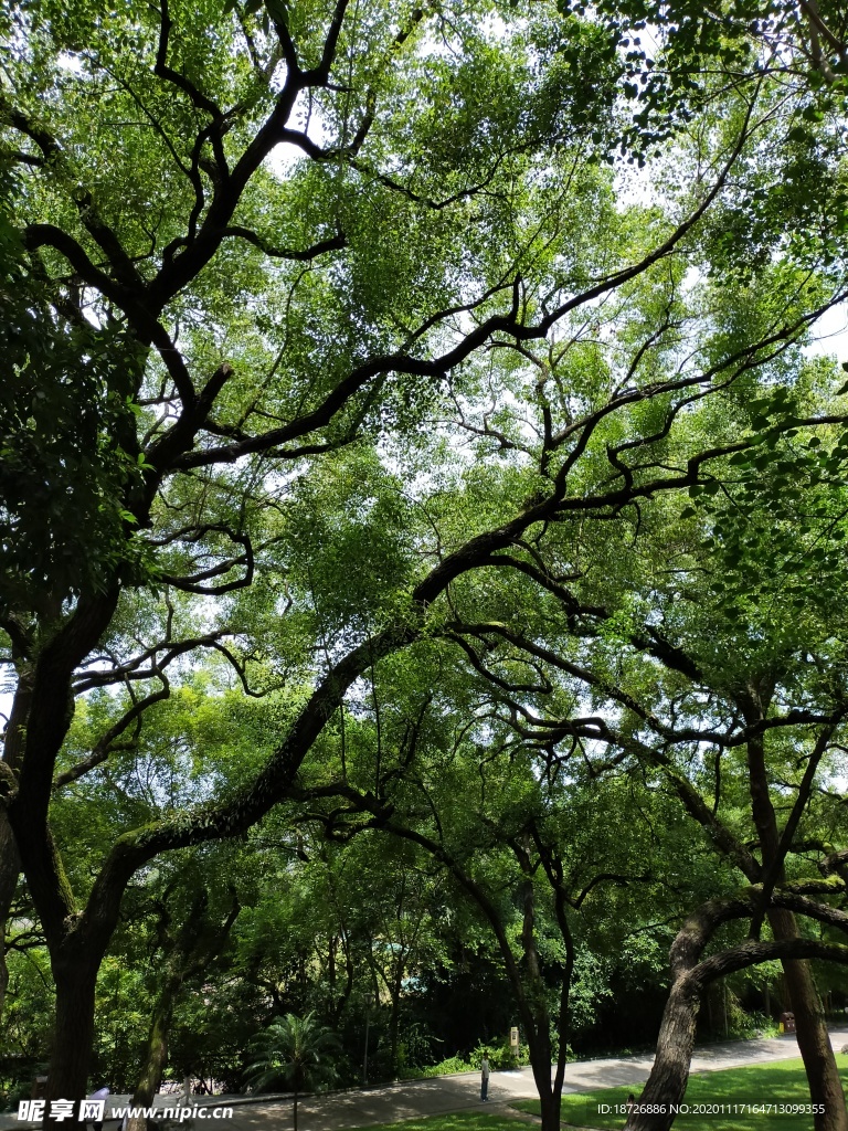 大树