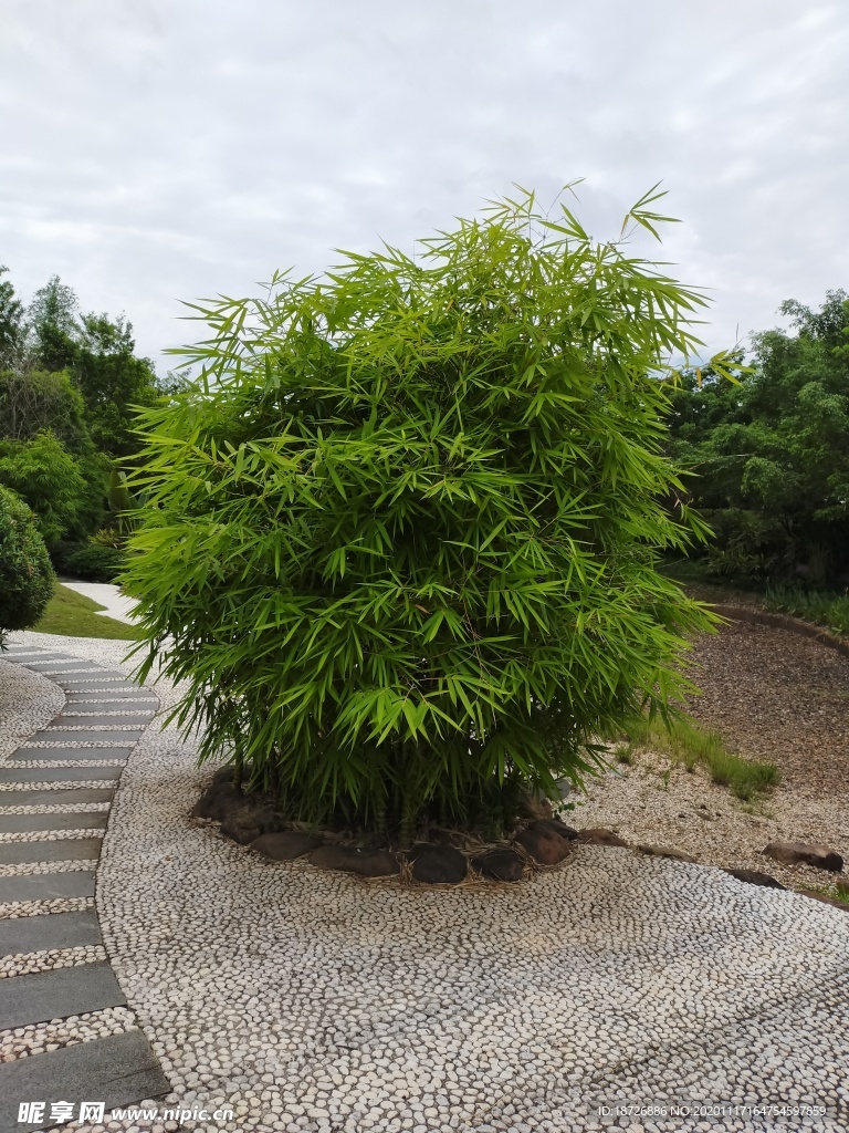 竹子