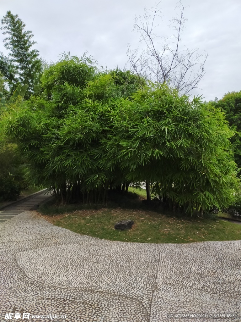 竹子