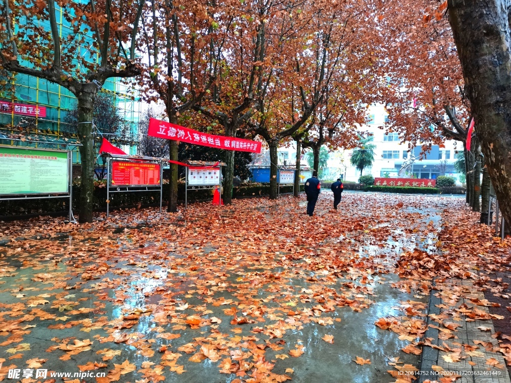 深秋时节的校园风景