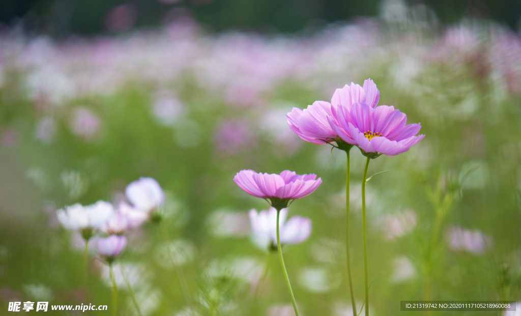 格桑花