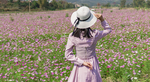 格桑花女孩背影
