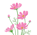 卡通格桑花