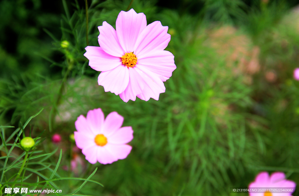 格桑花