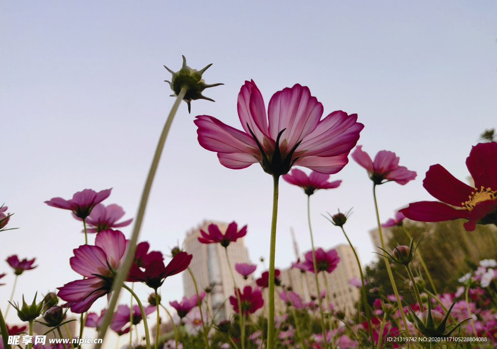 格桑花