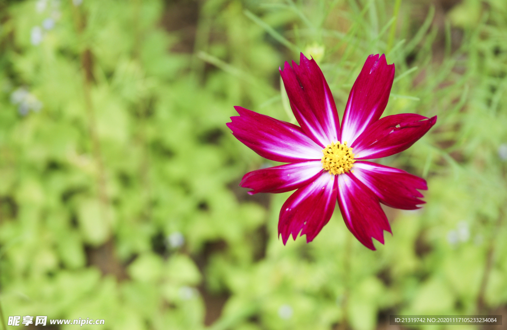 格桑花特写