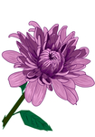 菊花插画