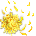 菊花插画