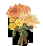 菊花插画
