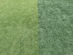 足球场 草坪 绿色 草皮 球场