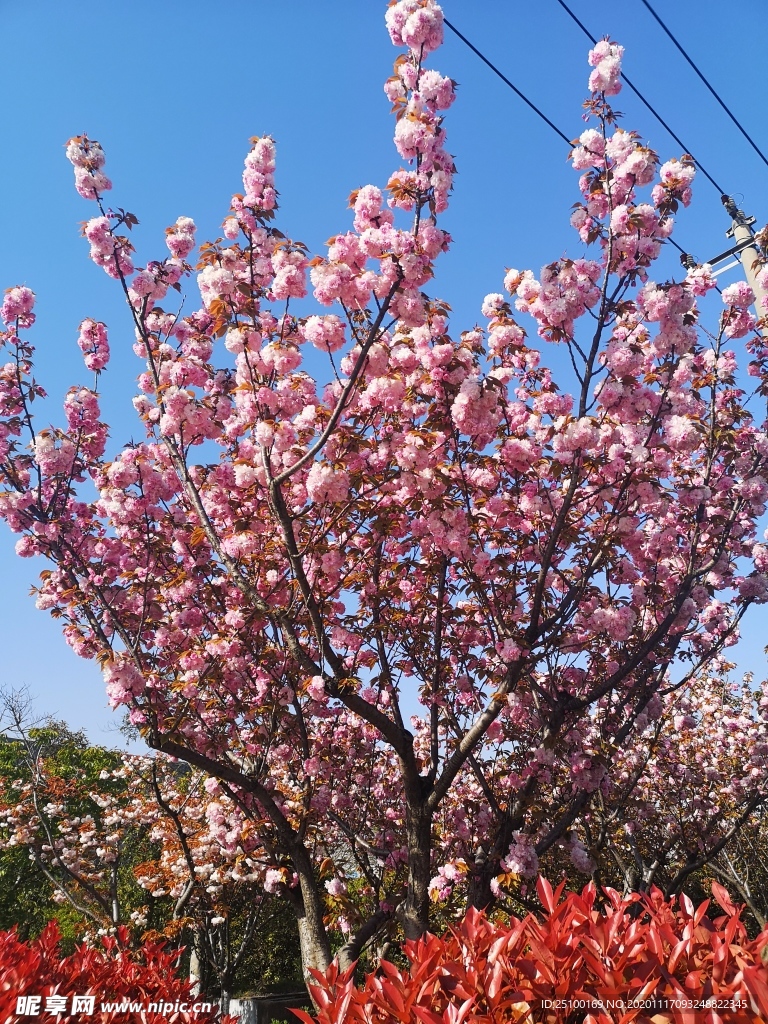 灿烂春桃花