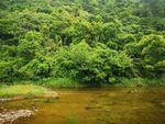 树林 山林 湖水 湖面 风景