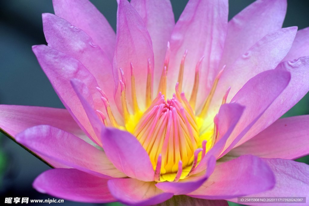 莲花