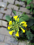 芸苔