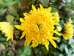 金丝黄菊