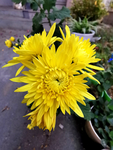 金丝黄菊
