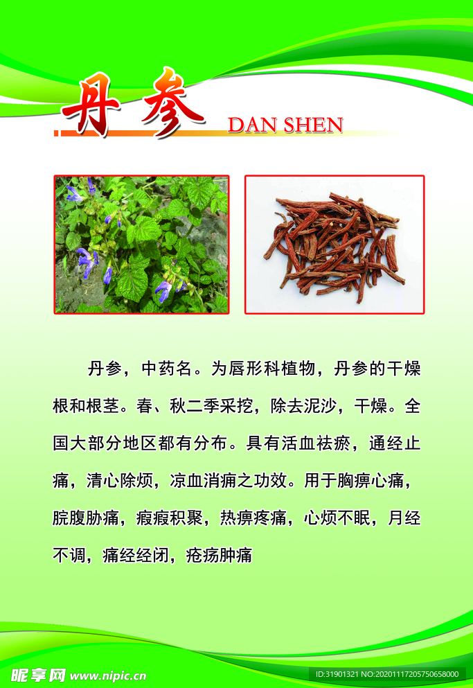 丹参