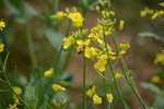 蜜蜂油菜花