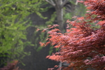 秋天红枫树