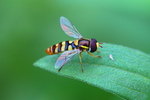 蜜蜂