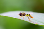 蜜蜂