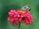 蝶恋花