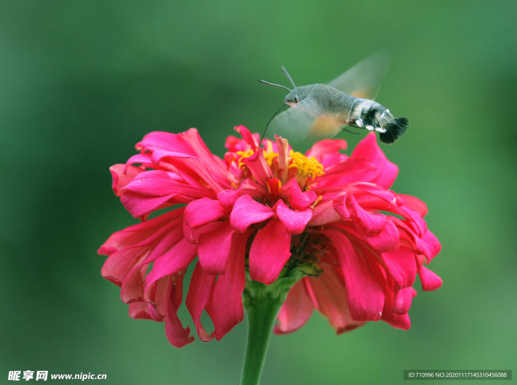 蝶恋花