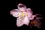 花蕊
