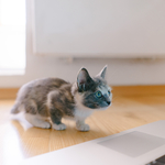 小猫