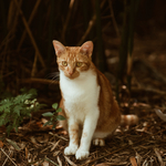 小猫