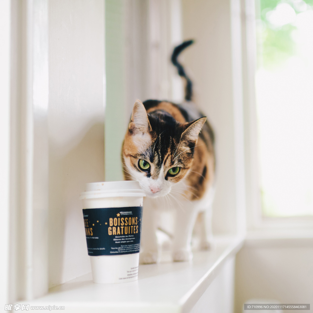小猫