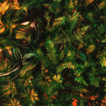 绿植绿叶树叶