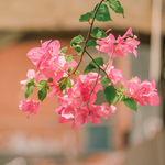 叶子花