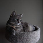 小猫