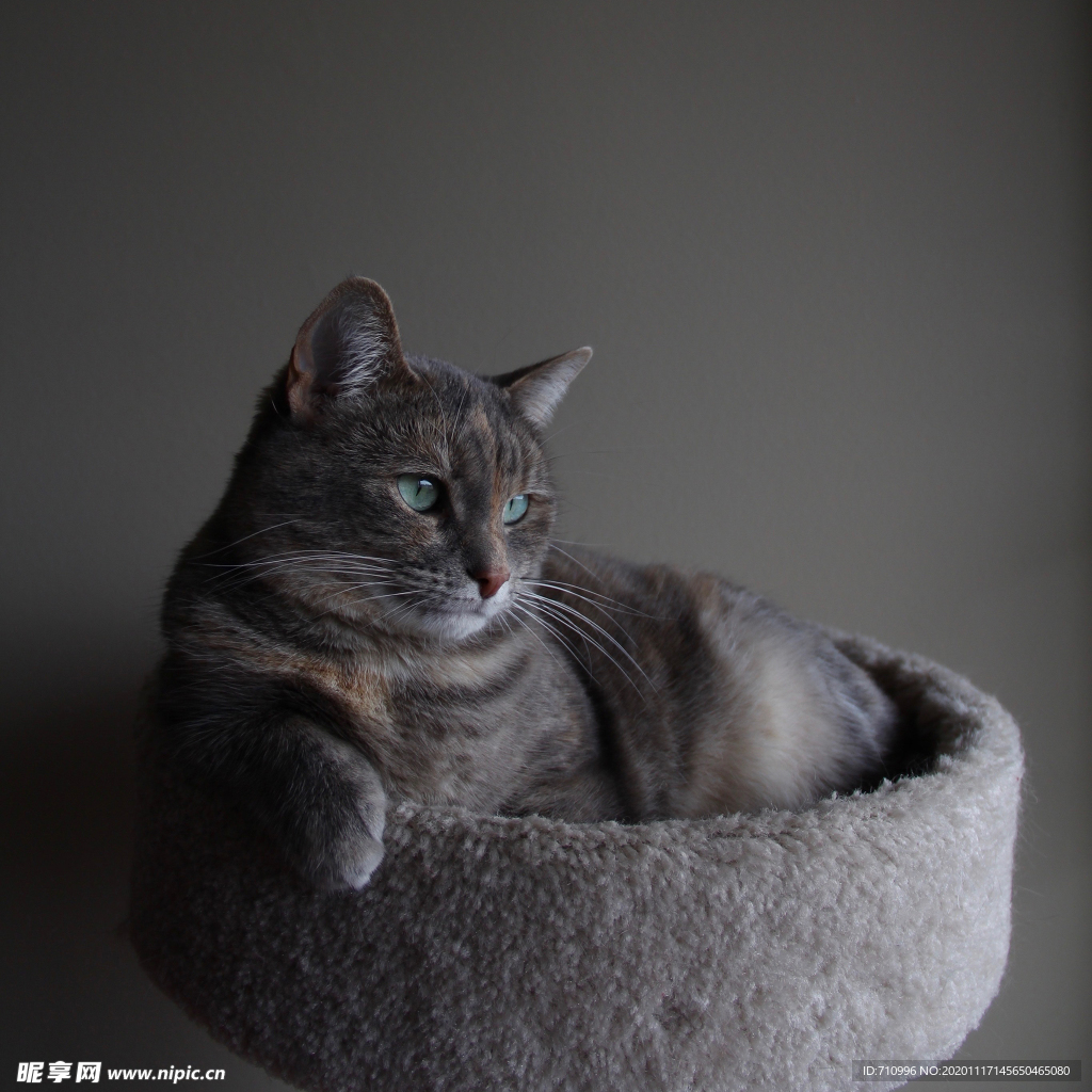 小猫