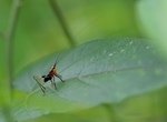 蝈蝈
